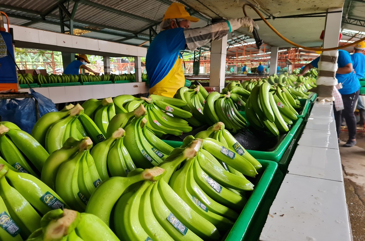 banana_